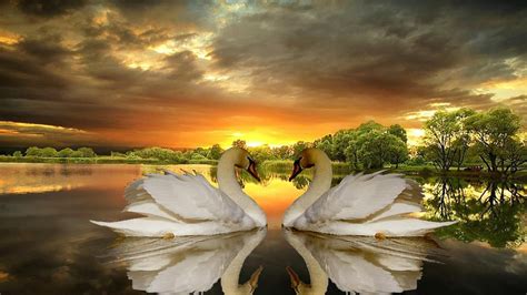 Love Of Swans Lake Trees Dark Clouds Sunset Desktop Wallpaper Hd