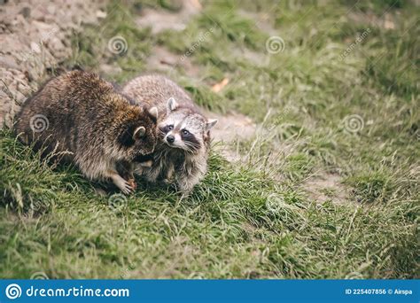 Two Badgers Lying In Grass Stock Photo Image Of Cute 225407856