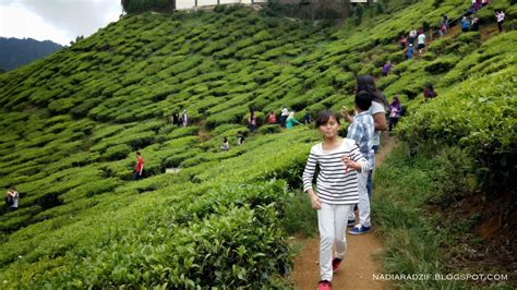 Nikmati secawan teh di ladang. Gambar Destinasi Percutian Cameron Highlands Gambar Jalan ...