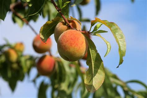 5 Cold Hardy Peach Trees For Zones 4 And Colder The Yankee Dirt