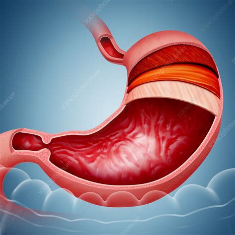Stomach Layers And Small Intestine Stock Image F0121955 Science