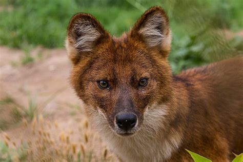 Dhole Dhole Wild Dogs Raccoon Dog