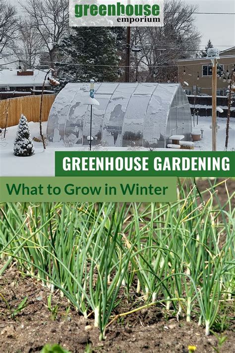 Greenhouse Gardening In Winter What Plants To Grow In The Cold Season