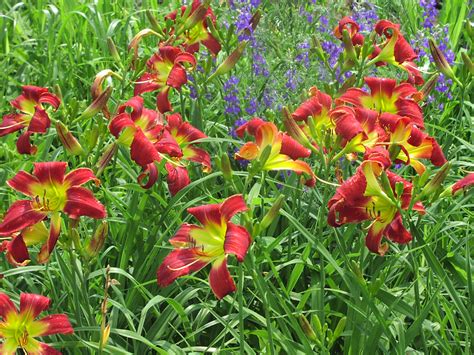 Roth Daylily Farm Red Boomerang