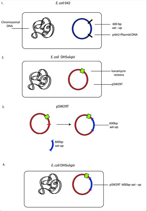 1 Flowchart Of Plasmid Transformation The Authors Download