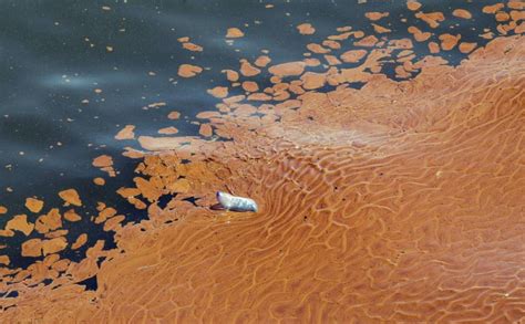 Robôs, drenos e dispersantes são usados para tentar evitar desastre.quase um milhão de litros de óleo se espalha no mar por dia nos eua. Vazamento de óleo no golfo do México - 07/06/2018 ...