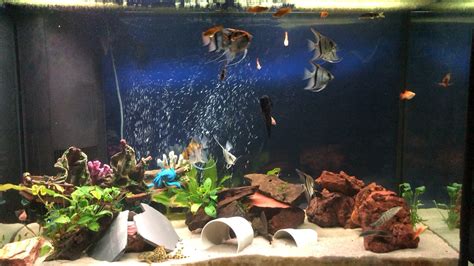 150 Gallon Angelfish Tank Raquariums