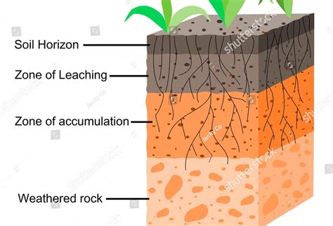 Stages Of Soil Formation