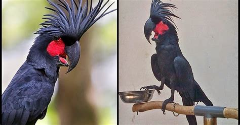 Budidaya Burung: Mengenal burung Kakak tua yang ada di Indonesia
