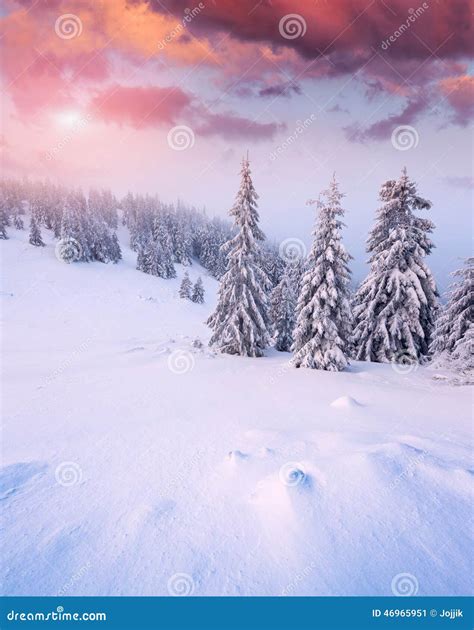 Beautiful Winter Sunrise In Mountain Forest Stock Image Image Of