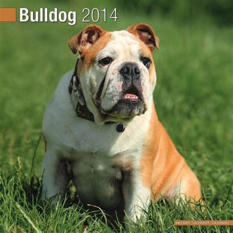 Bulldog 2014 Calendar By Pet Prints Inc 2013 Calendars