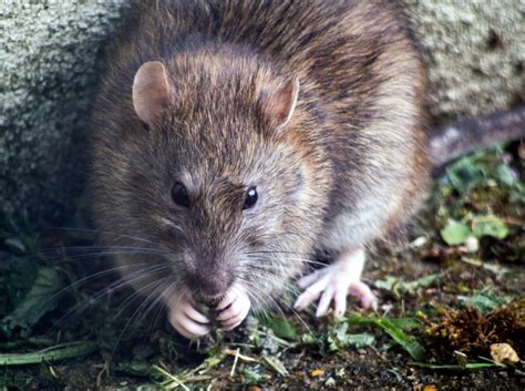 Most importantly, rely on our effective pest control services to give you peace of mind. Pests Archive - Bulwark Exterminating