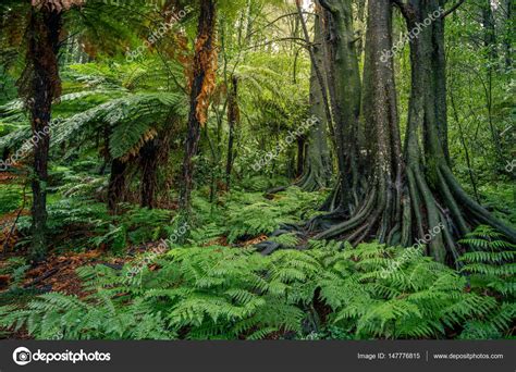 Tropical Jungle Forest Stock Photo By ©stillfx 147776815
