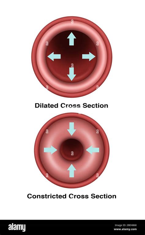Illustration Of A Cross Section Of A Blood Vessel At Top Is A Dilated