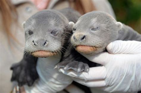 Zoo Miami Makes History With Giant Otter Pups Otter Pup Giant River