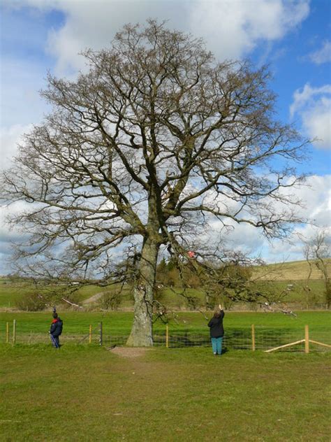 Avebury Wishing Tree © Chris Talbot Geograph Britain And Ireland