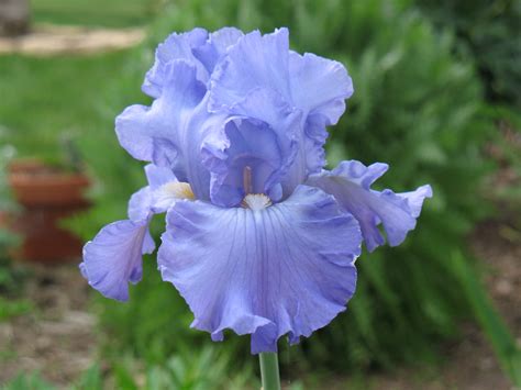 Free Photo Blue Iris Flower Wallpaper Iris Summer Free Download