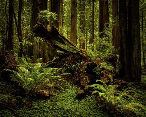 Old Growth Forest Redwood National Park California Photograph By Tl