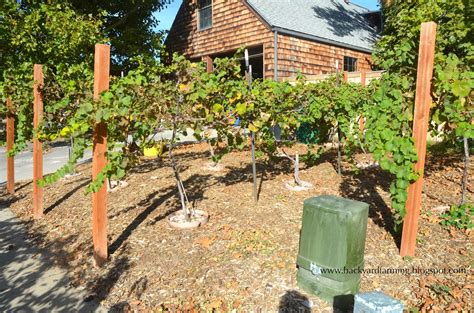 Grapevines will crop heavily in britain in sheltered positions. Backyard Farming: Another use for parking strip: grape vines