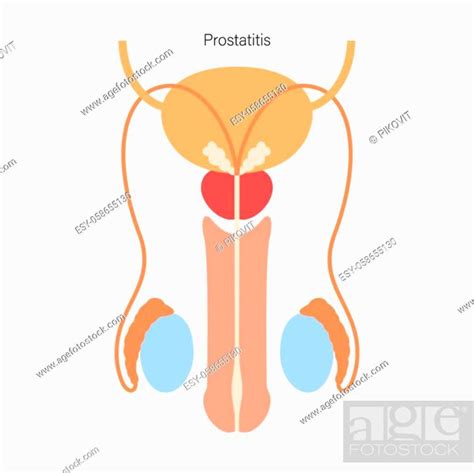Prostate Cancer Logo Male Reproductive System Penis Testis Stock Vector Vector And Low