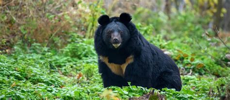The Asiatic Black Bear Critter Science