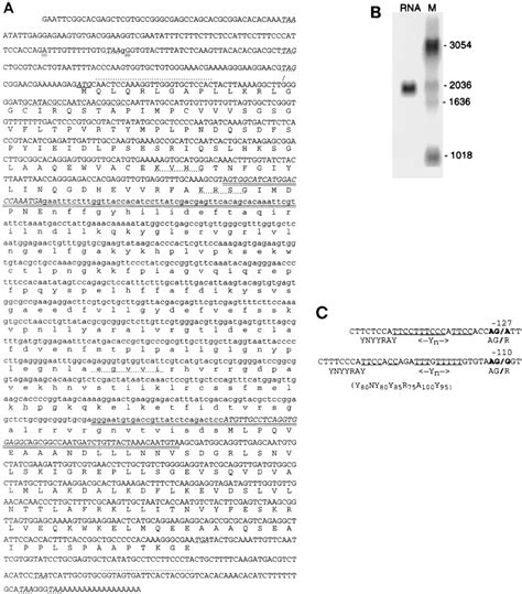 nucleotide and amino acid sequences of t brucei rna ligase band iva download scientific