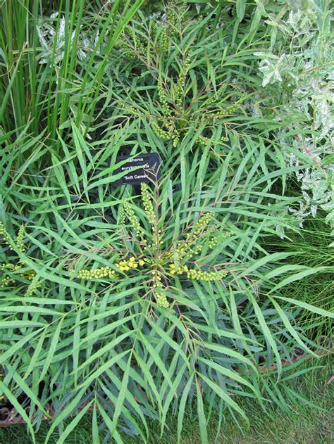 Plant To Watch Mahonia Soft Caress Alda Landscapes