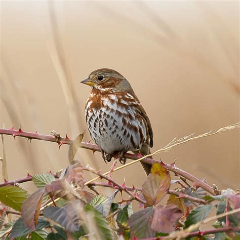 Fox Sparrow — Menunkatuck Audubon Society