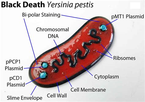 Yersinia Pestis Bacteria Transmission Symptoms Diagnosis And Treatment