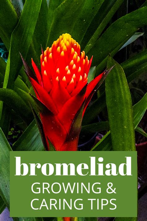 How To Grow And Care For Bromeliads Bromeliads Plants Plant Care