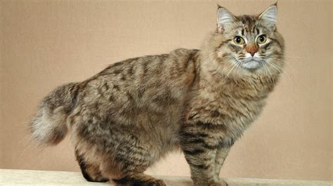 These striped cats come with distinctive stripes, dots, lines or swirling patterns. American Bobtail Cat Info, Personality, Kittens, Pictures