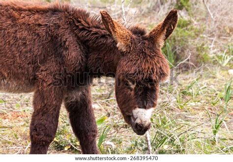 Portrait Catalan Donkey Breeding Mallorca Balearic Stock Photo