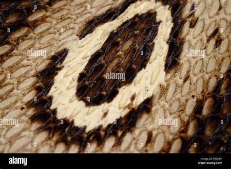 Snake Skin Leather Hi Res Stock Photography And Images Alamy
