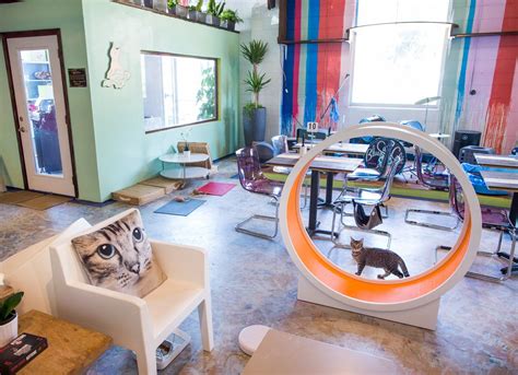 The Best Cat Cafés Around The World Cat Cafe Cafe House Pet Cafe