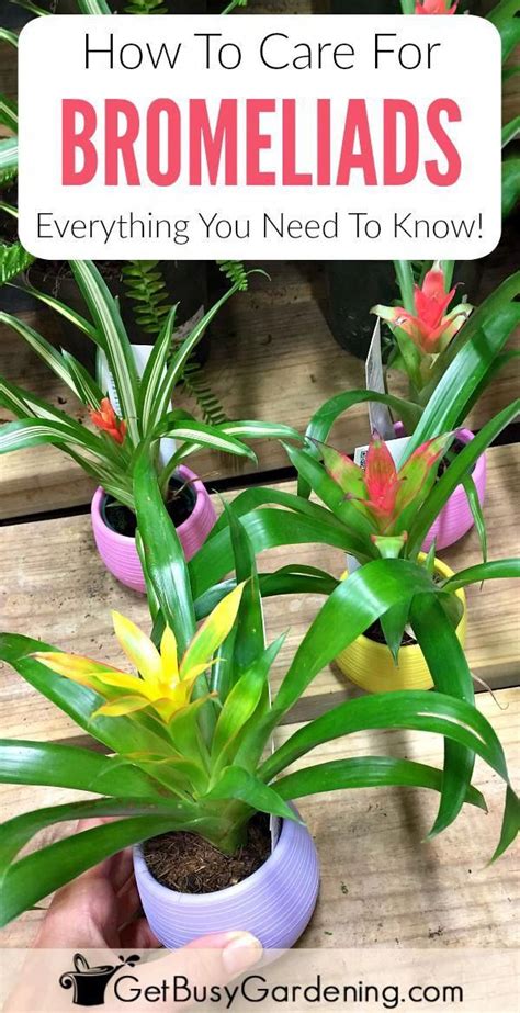 Learn How To Grow Bromeliads This Detailed Bromeliad Plant Care Guide