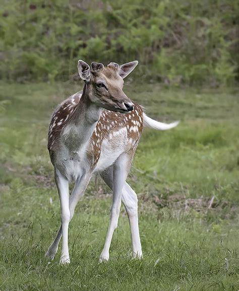 Fallow Deer Joint 1st Place Print Gill Steyn Peterborough City