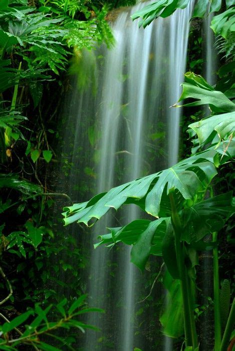 Waterfall In The Rainforest Wall Mural Vinyl Themes Green