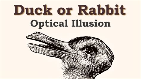 Duck Or Rabbit Illusion Brainy County