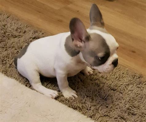 29 Blue Fawn Pied French Bulldog For Sale Picture Bleumoonproductions