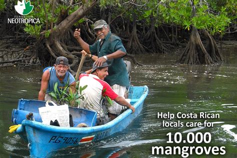 Help Costa Rican Locals Care For 10000 Mangroves Globalgiving
