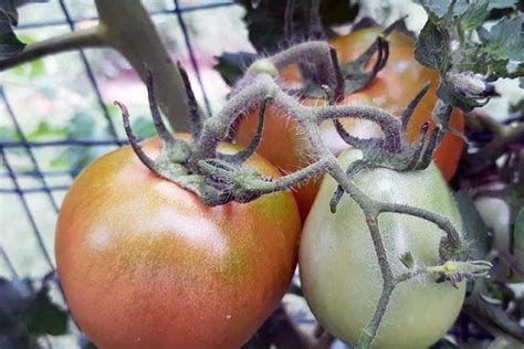 How To Grow ‘mortgage Lifter Tomatoes Gardeners Path