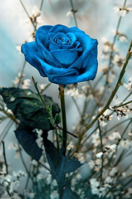 Net 40 kms uit pretoria uit. Blue roses. Very beautiful pictures (24 pics) - Picture ...