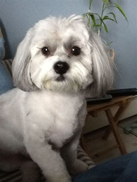 Shih Poos Are So Cute Cool Pets My Pet Dog Dog Grooming