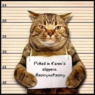 All cat parents should know the most common plants that are poisonous to cats. Hashtag Sorry Not Sorry.... | Bad cats, Funny cat memes ...