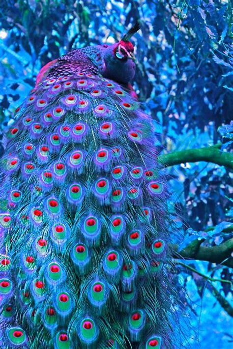 17 Best Images About Peacock Alive Pink On Pinterest Beautiful