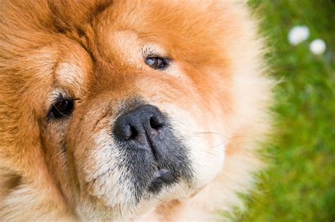 Cani sequestrati montesilvano carabinieri forestali foto da: Razze di cani semplicemente irresistibili: taglia piccola ...