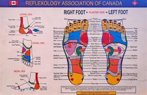 Feet massage vancouver, bc : Follow your Sole reflexology