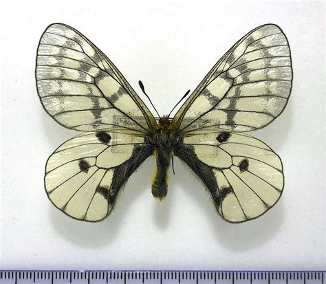 Lepidoptera Parnassius Felderi Rubeni Male A1 Far East Rare