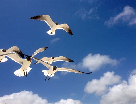 Free Images Beach Nature Bird Wing Sky Air Seabird Flying Fly