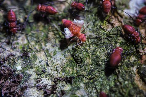 Pest Control 101 Termite Companies On Oahu — Mid Pacific Pest Control
